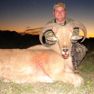 Trophy Aoudad